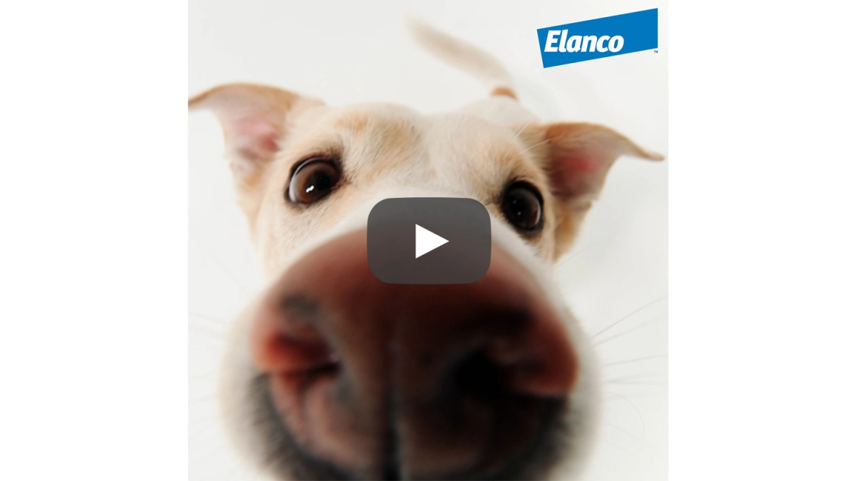 Credelio Socialmedia Video Hund abspielen