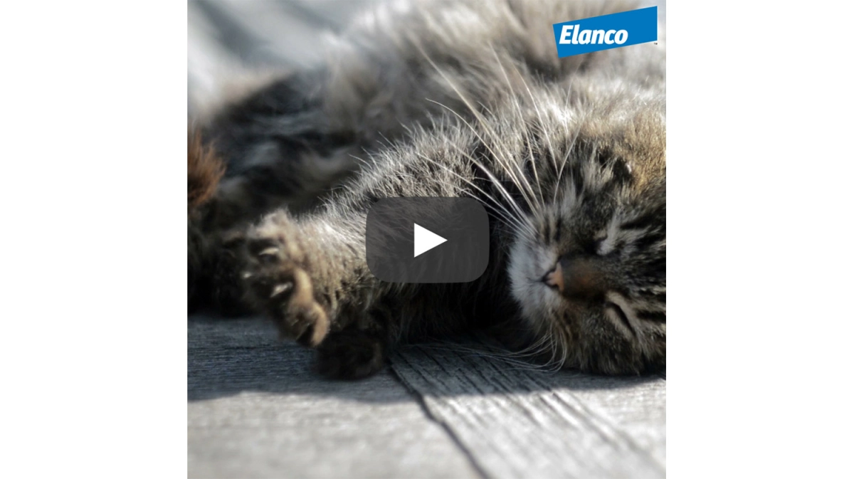 Credelio Socialmedia Video Katze abspielen